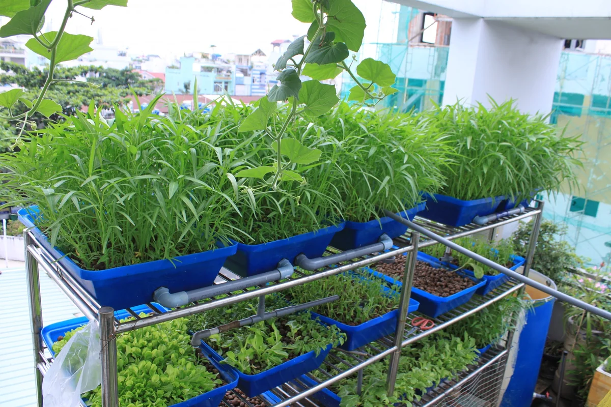 Thi công vườn rau sân thượng