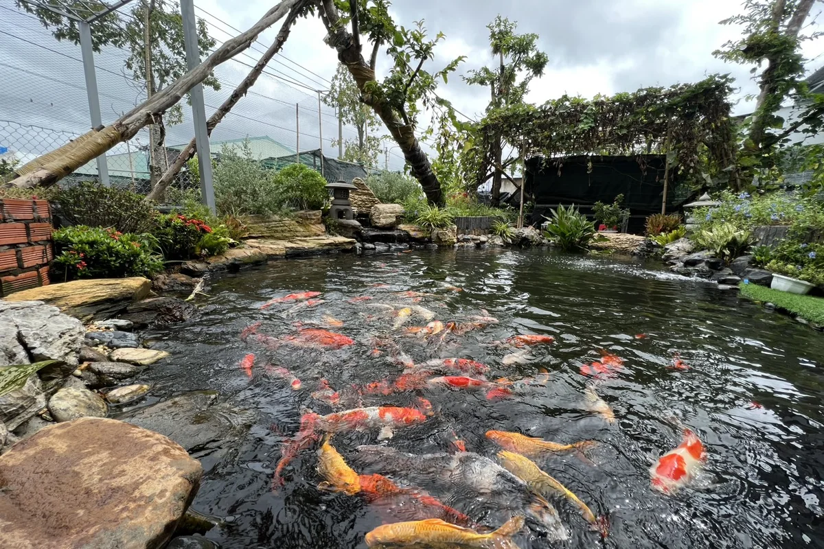 Công trình cảnh quan biệt thự và hồ cá Koi thực tế của KTH Garden