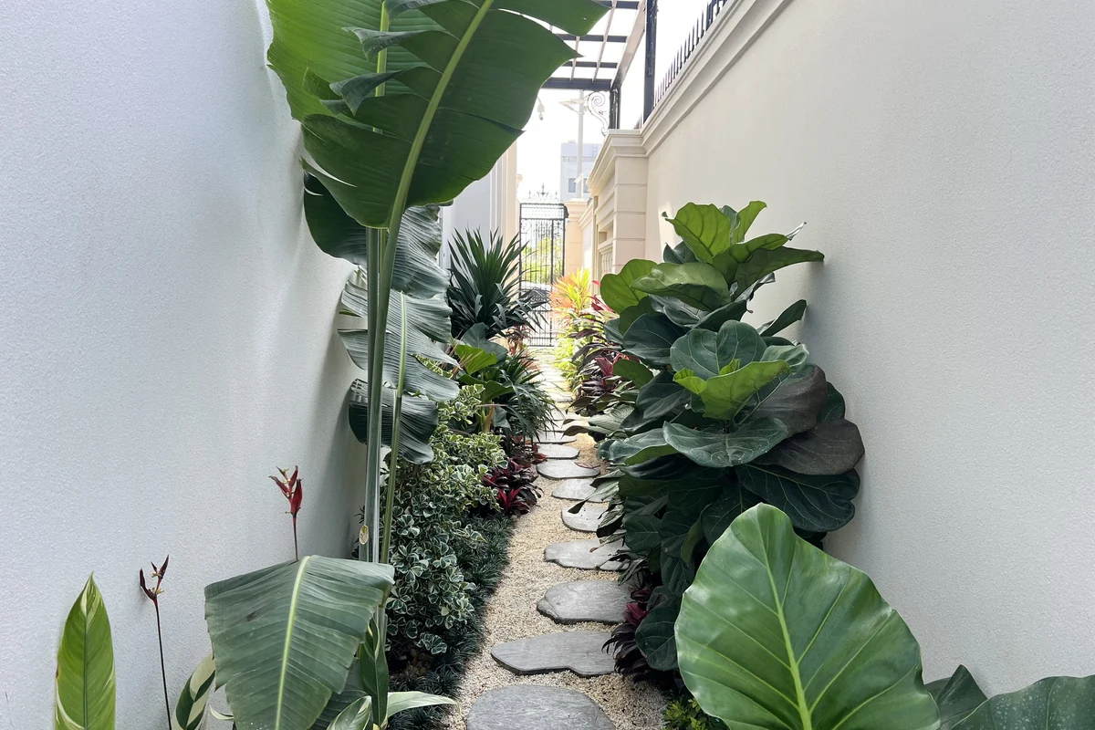 Tổ hợp thực vật nhiệt đới 3 tầng (Chuối Rẻ Quạt, Bàng Singapore, Ráy cảnh) che nắng gắt dọc hành lang biệt thự