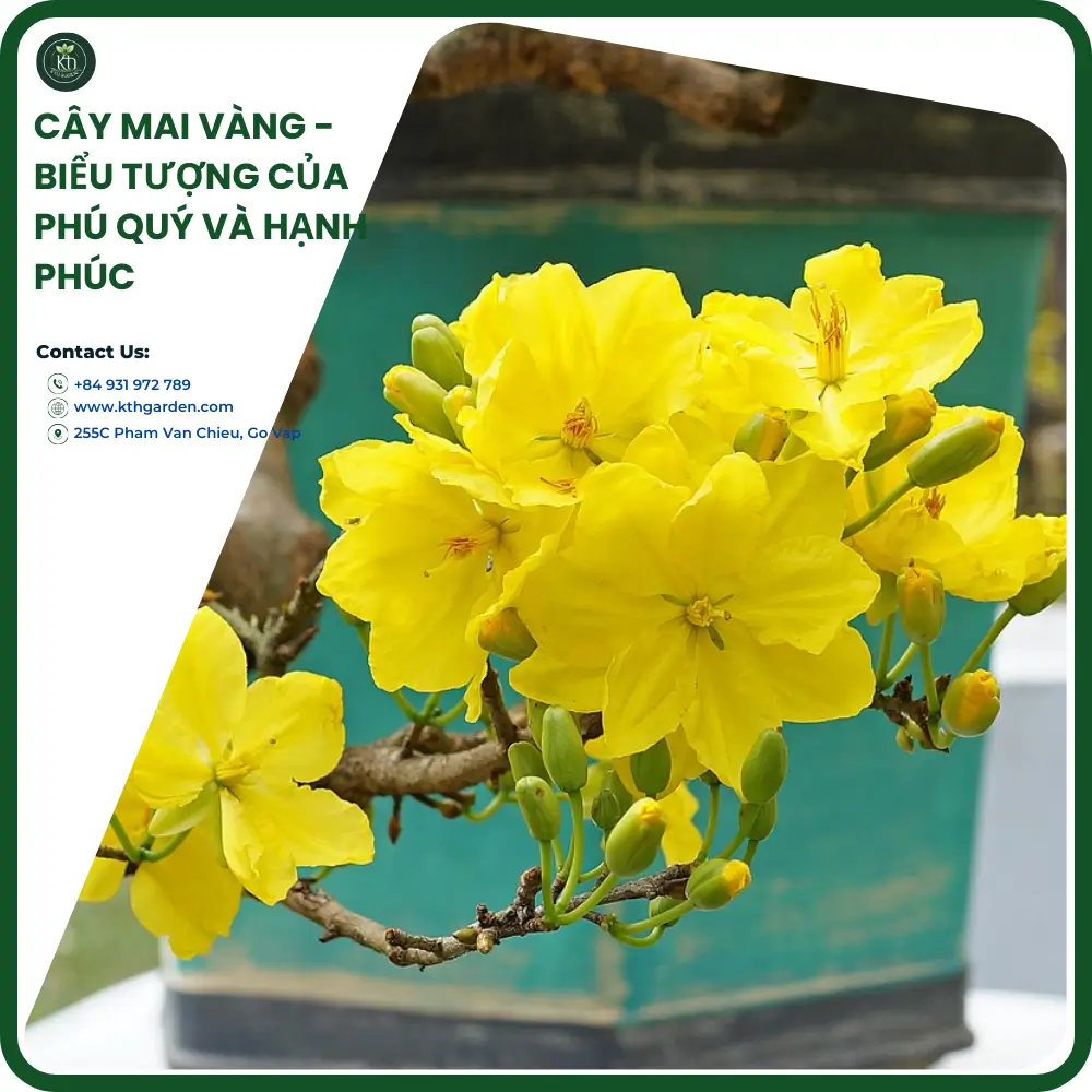 Cây mai vàng - Biểu tượng của phú quý và hạnh phúc