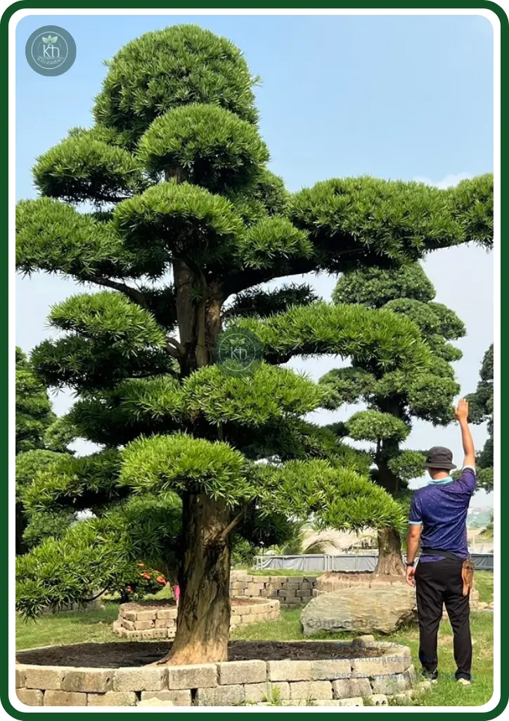 Cây tùng la hán, hay còn được gọi là vạn niên tùng, là biểu tượng vượt thời gian của sự trường tồn, vĩnh cửu và tinh thần bất diệt. Với tuổi thọ lâu năm và khả năng thích nghi vượt trội, loài cây này mang trong mình vẻ đẹp mạnh mẽ và ý nghĩa sâu sắc về sự sống.