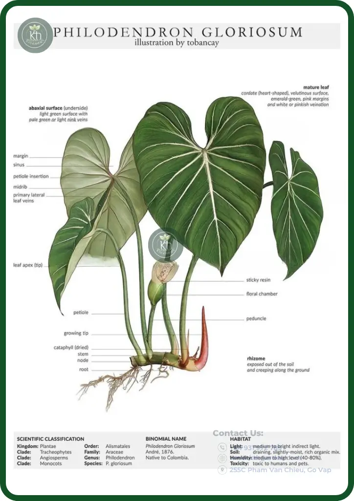 Philodendron Goriosum là loại cây thân bò