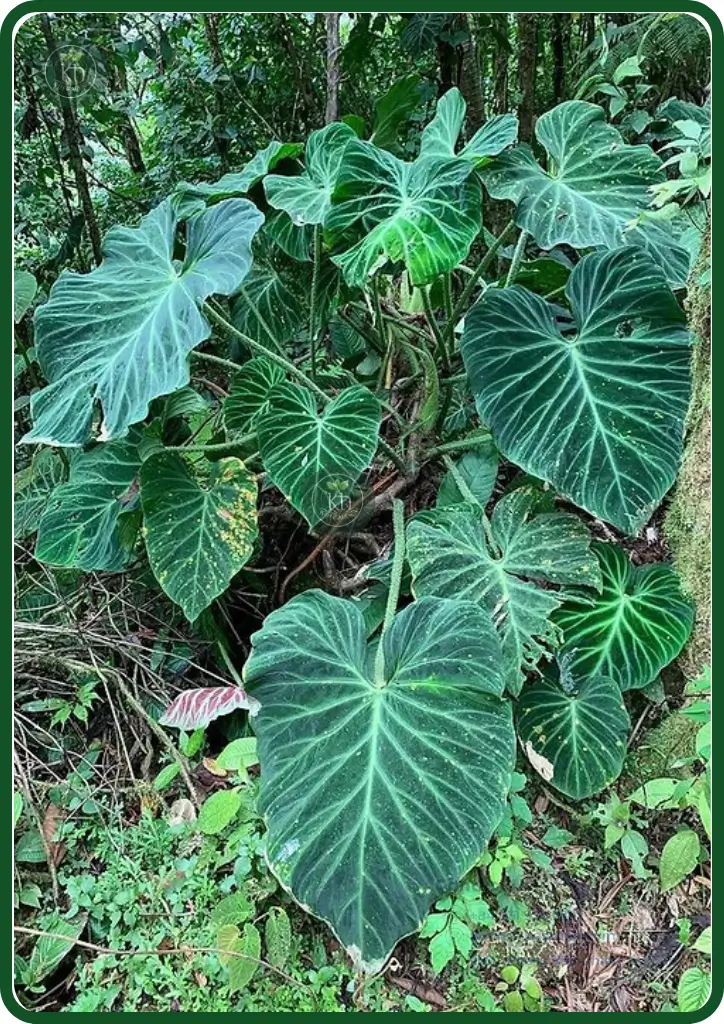 Philodendron Verrucosum trong tự nhiên