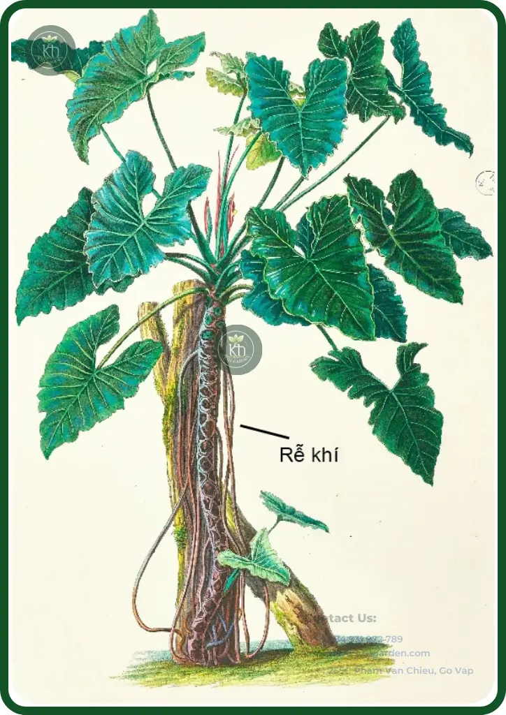 Philodendron có cả rễ dưới đất và rễ khí