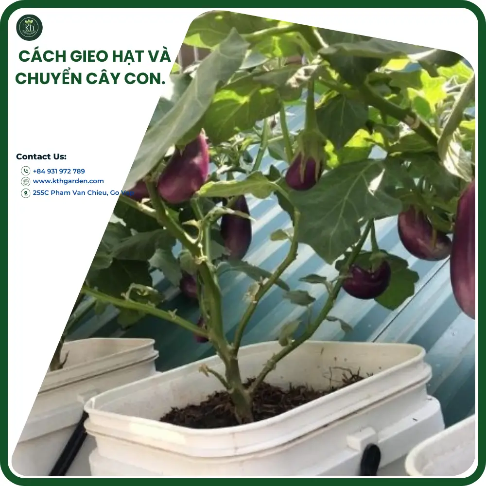 Cách gieo hạt và chuyển cây con.