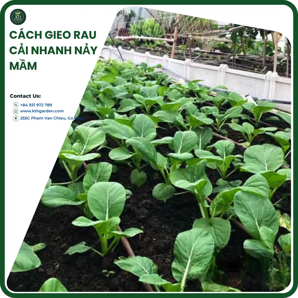 cách gieo rau cãi nhanh nảy mần