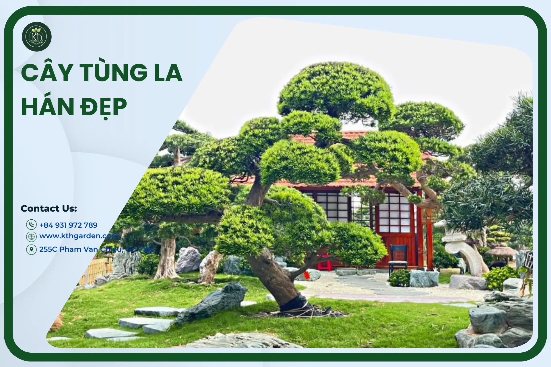 Cây tùng la hán đẹp