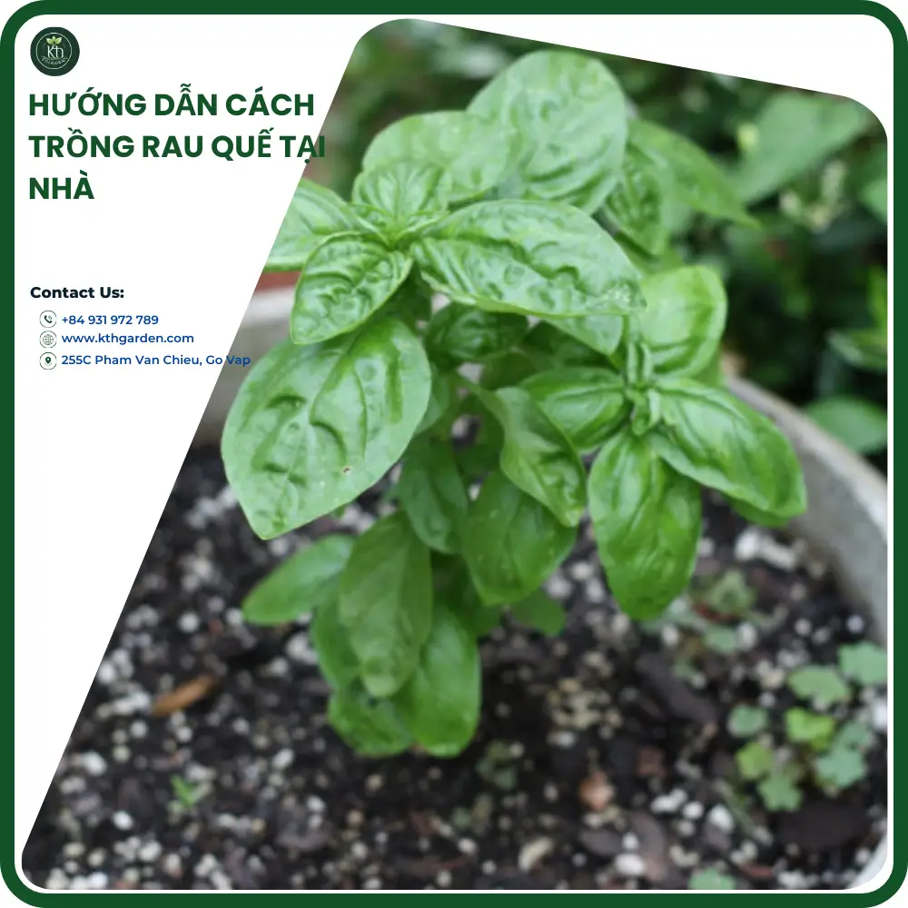 Hướng dẫn cách trồng rau quế tại nhà