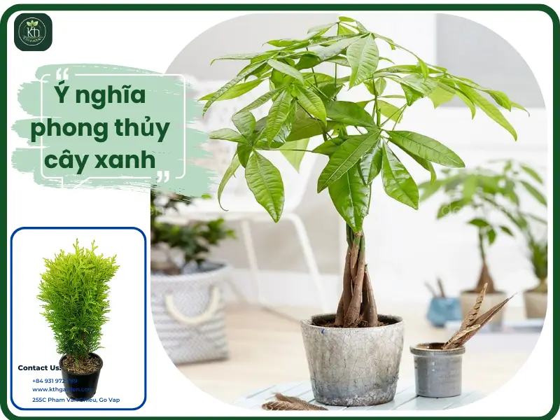 Ý nghĩa phong thủy cây xanh