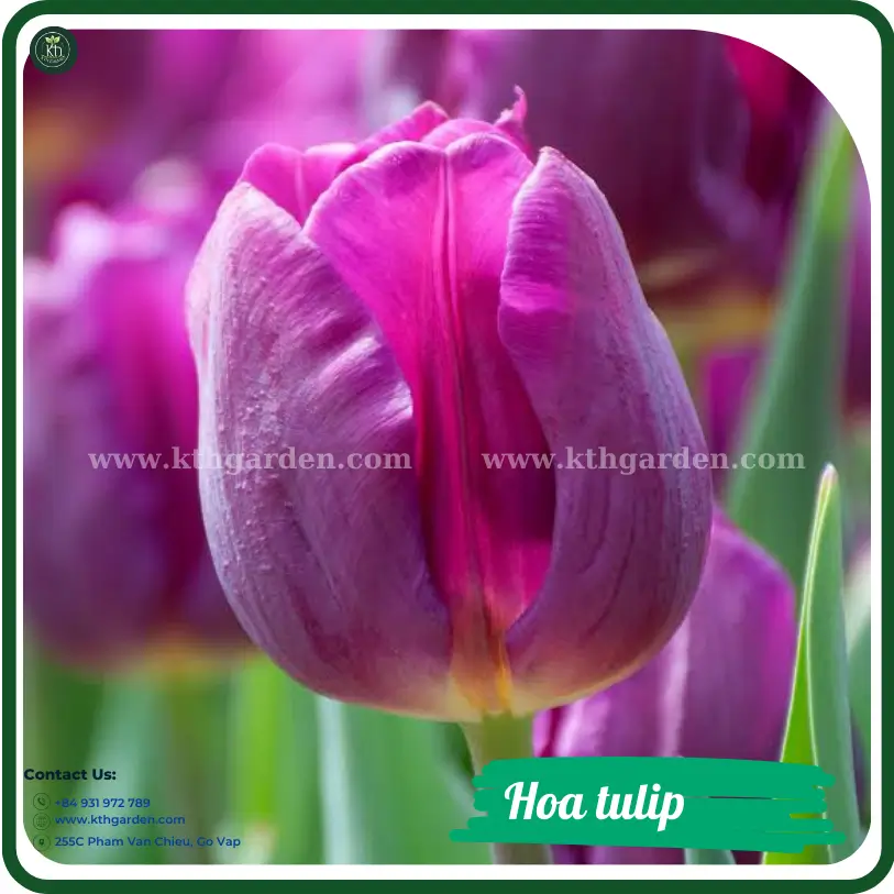 Hoa tulip