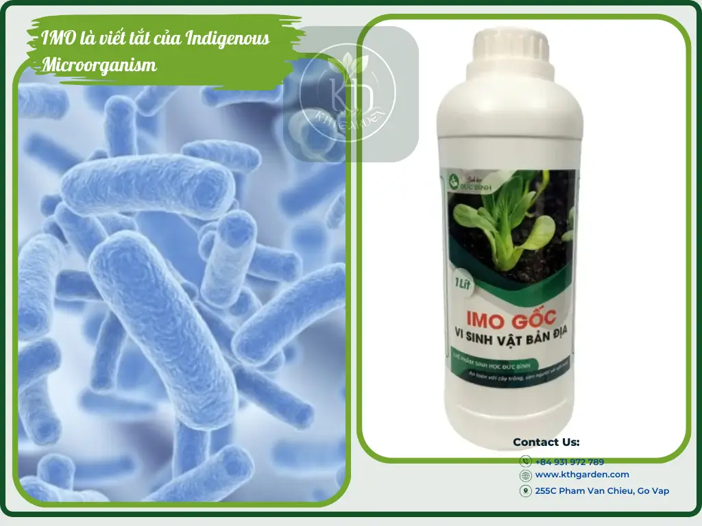 IMO là viết tắt của Indigenous Microorganism