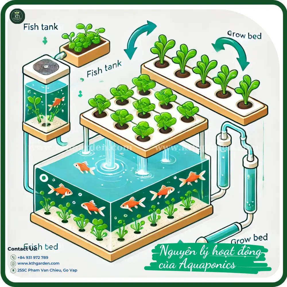  Sơ đồ minh họa hệ thống aquaponics cơ bản với bể cá và khay trồng rau kết nối, thể hiện dòng chảy tuần hoàn và chu trình lọc nước.