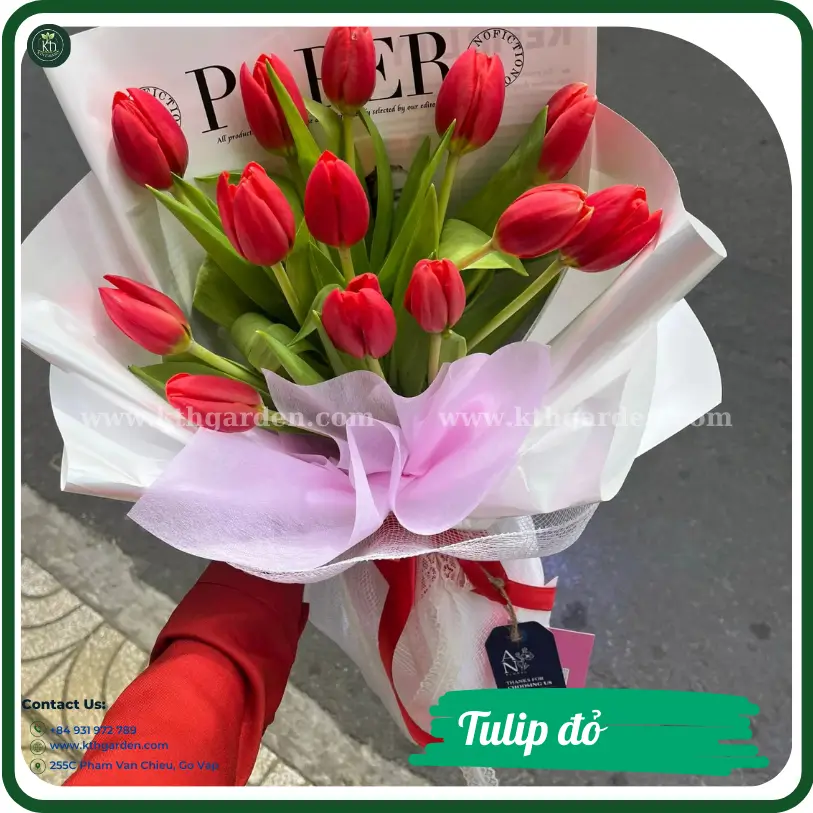 Tulip đỏ