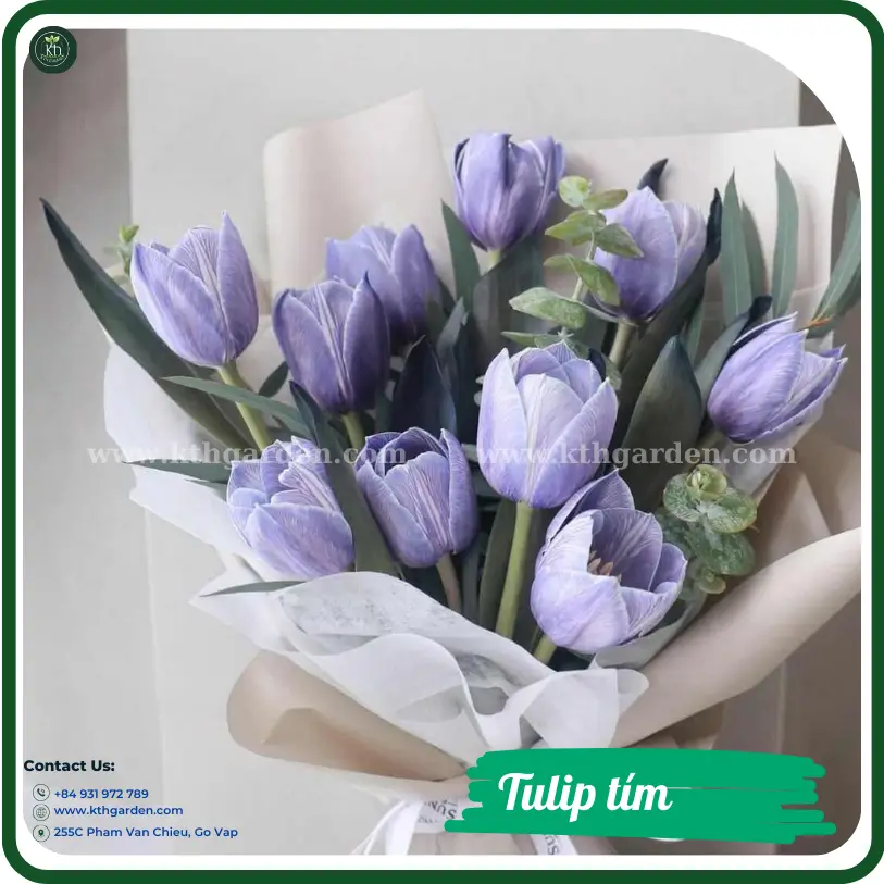 Tulip tím