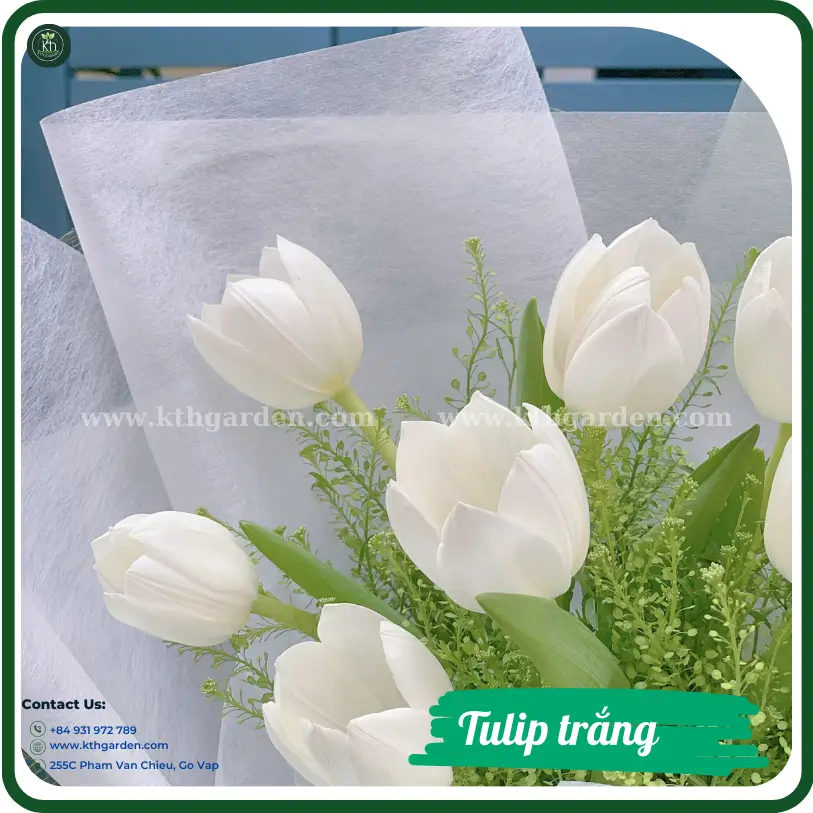 Tulip trắng