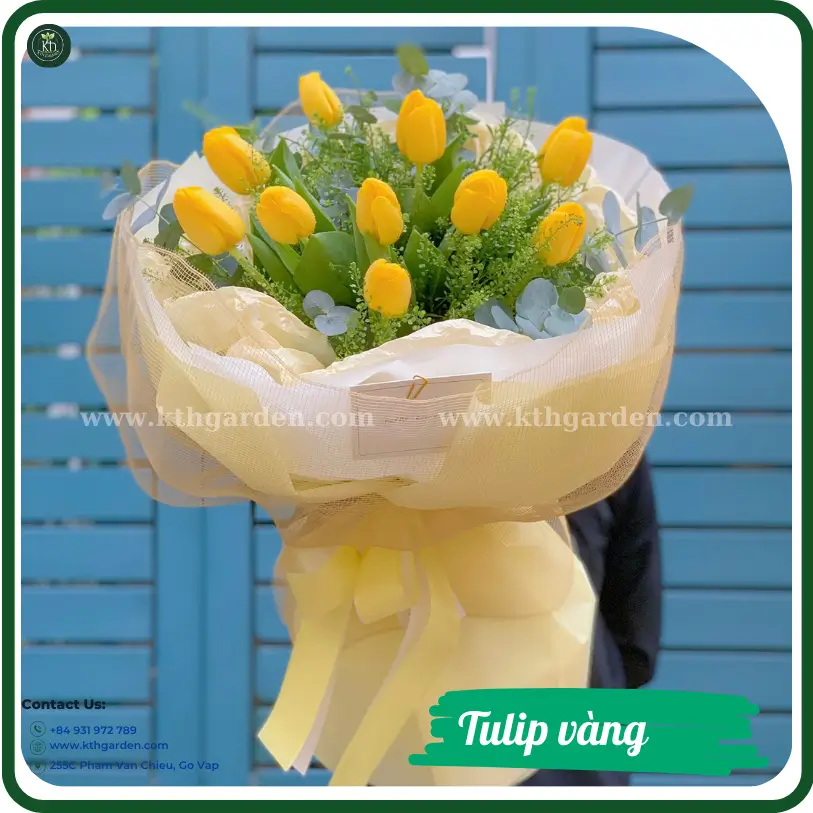 Tulip vàng