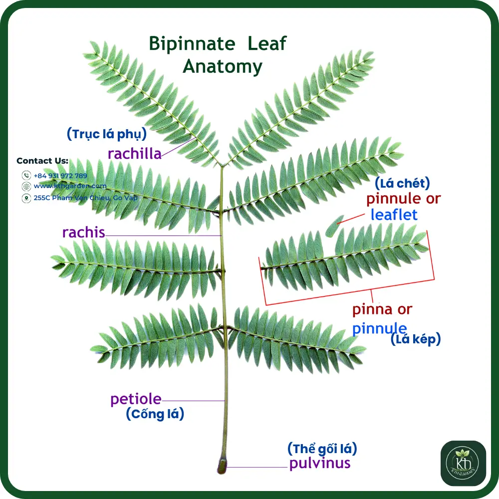 Bipinnate Leaf Anatomy