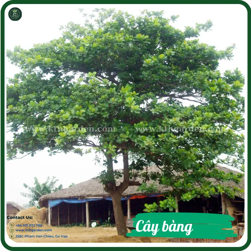 cây bàng