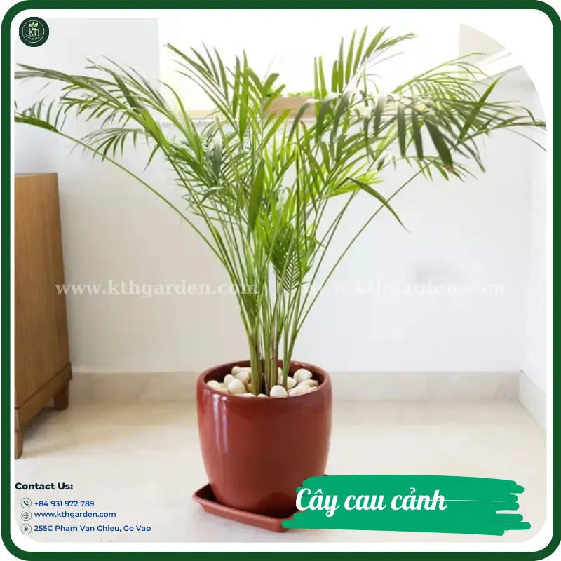 Cây cau cảnh lọc không khí