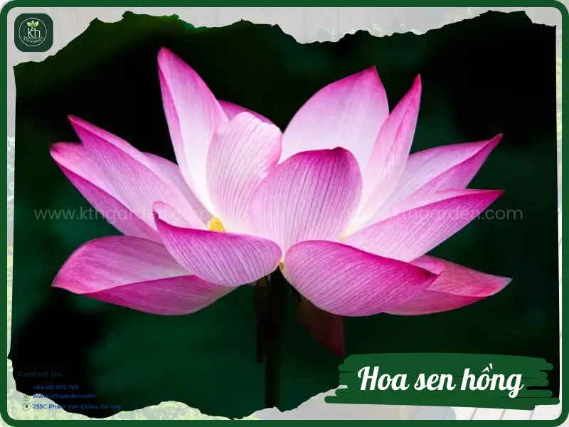 Pink lotus - Symbol of nobility