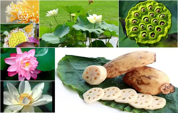 The lotus - A versatile remedy in traditional medicine