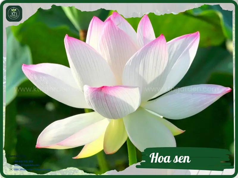 Lotus flower - Meaning, types, and care guide for a beautiful lotus garden