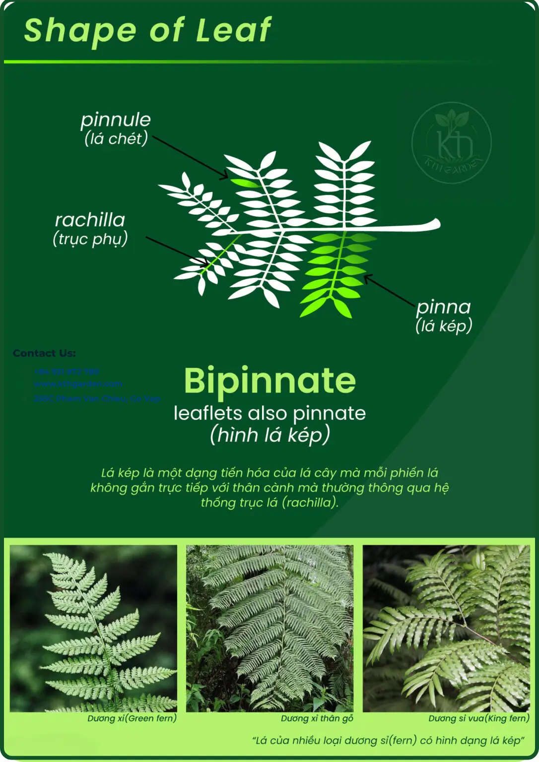 Lá kép lông chim (bipinnate)