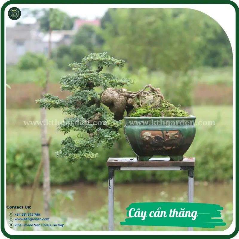 Cây Cần Thăng Bonsai